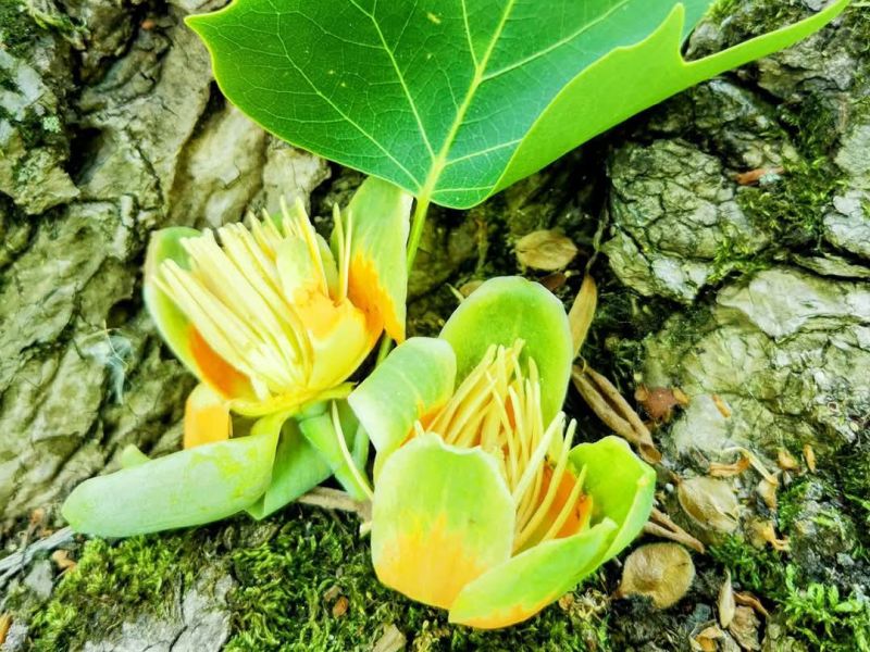 kwiaty tulipanowca